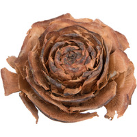 1.3"-1.8" Cedar Rose 100/pk