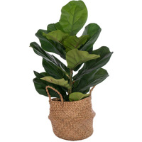 27 Green Fiddle Leaf in Woven Basket