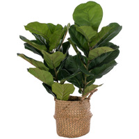 31 Two Stem Green Fiddle Leaf in Woven