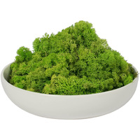 2 lb Apple Green Preserved Reindeer Moss