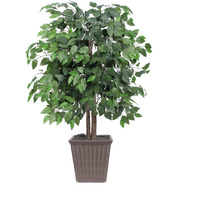 4' Ficus Bush Brown Square Plastic Pot