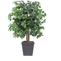 4' Ficus Bush in Gray Square Plastic Pot