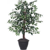 4' Variegated Ficus Bush in Gray Pot