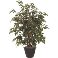 4' Ming Aralia Bush in Brown Plastic Pot