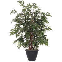 4' Ming Aralia Bush in Gray Plastic Pot