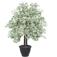 4' Silver Maple Bush in Gray Plastic Pot