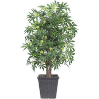 4' Japanese Maple Bush Square Gray Cont