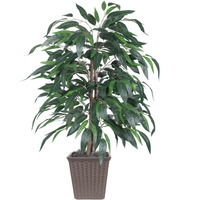 4' Mango Bush Square Brown Container