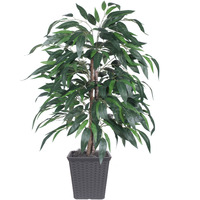 4' Mango Bush Square Gray Container