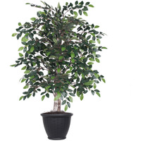 4' Mini Ficus Bush in Gray Plastic Pot