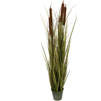 48" Brown Cattail Grass in Iron Pot