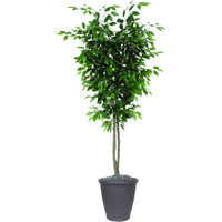 6' Ficus Deluxe Round Brown Container