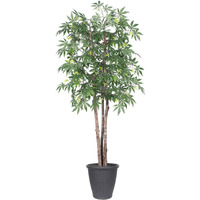 6' Japanese Maple Deluxe Round Gray Cont