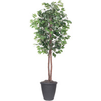 6' Ficus tree Round Gray Container