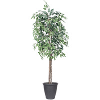 6' Variegated Ficus Tree Round Gray Cont