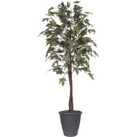 6' Frosted Maple tree Round Gray Cont