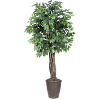 6' Ficus Executive Round Brown Cont