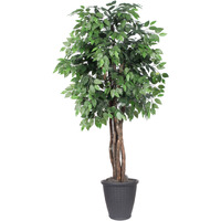 6' Ficus Executive Round Gray Container