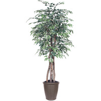 6' Variegated Ficus Executive Rnd Brown