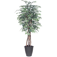 6' Variegated Ficus Executive Rnd Gray