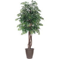 6' Ming Aralia Executive Rnd Brown Cont