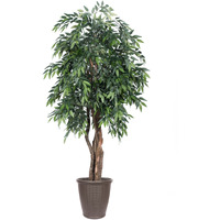 6' Green Smilax Executive Rnd Brown Cont