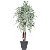 6' Silver Maple Executive Rnd Gray Cont