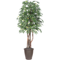 6' Japanese Maple Executive Rnd Brown