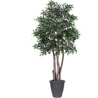 6' Mini Ficus Executive Round Gray Cont