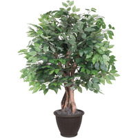 4' Ficus Extra Full in Plastic Container