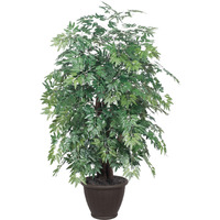 4' Ming Aralia Extra Full in Plastic Con