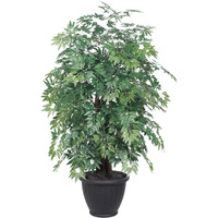 4' Ming Aralia Extra Full in Gray Pot