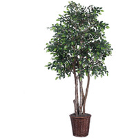 Vickerman 6' Mini Ficus Executive - TEX4260