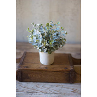 BOXWOOD SAGE PLANT IN CONCRETE POT