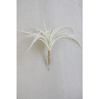 WHITE AIR PLANT LARGE