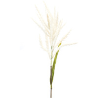 Astilbe Stem (Set of 6)