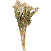 Vickerman Natural Botanicals 18-24" Cream Dried Celosia Coxcomb 4 oz. Bunch