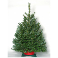 NW Orchids  Tabletop Noble Fir Christmas Tree with Stand  Fresh-cut  3-4 ft