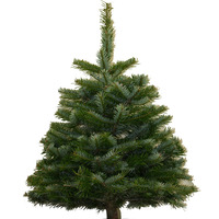 NW Orchids  Tabletop Noble Fir Christmas Tree Fresh-cut 3-4 ft