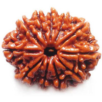 Original Nepali 11 Mukhi Rudraksha bead