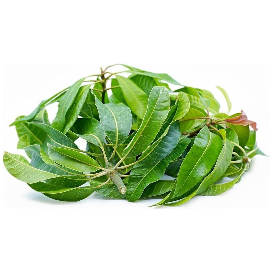 Fresh Mango Leaves (5 Leaves) ~ All Natural | Vegan | Gluten Friendly | NON-GMO | Product of USA