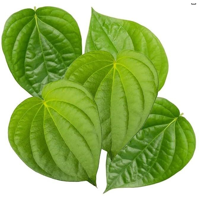 Fresh Paan Leaves (5 Leaves) ~ All Natural | Vegan | Gluten Friendly | NON-GMO | Product of USA