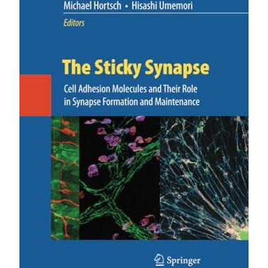 The Sticky Synapse: Cell Adhesion Molecules and Their Role in Synapse Formation  [Paperback]