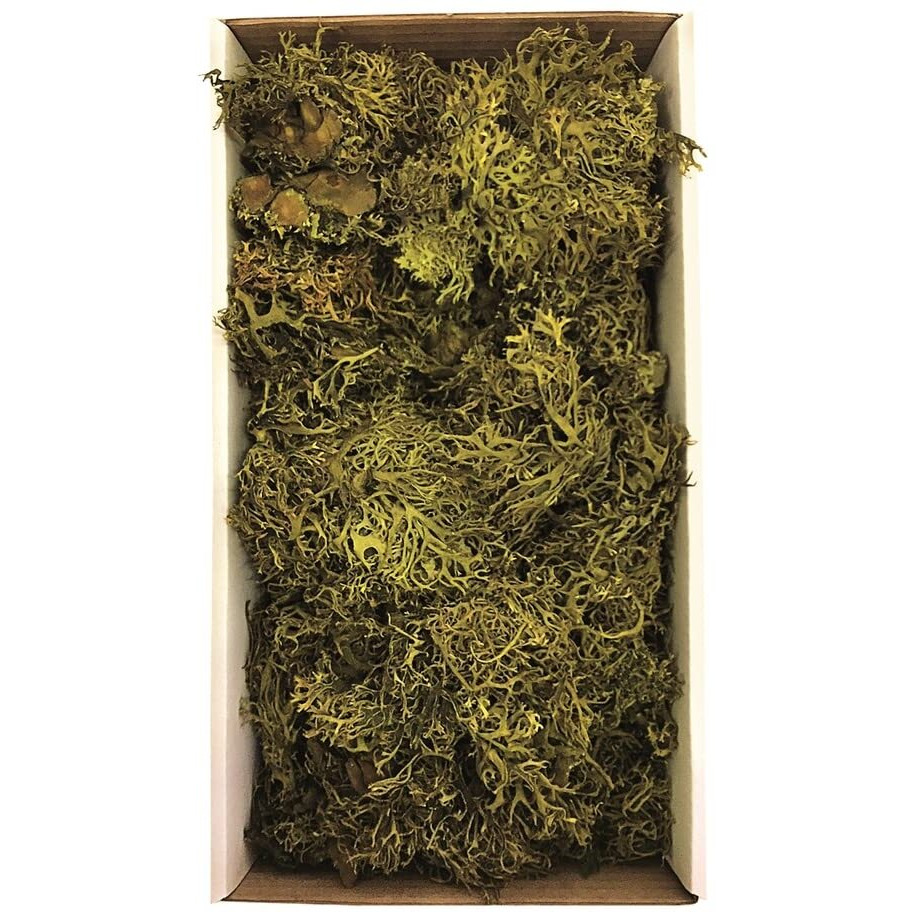 Vickerman Tray Moss Green Moss, Wolf Lichen - 8-9 oz, Preserved