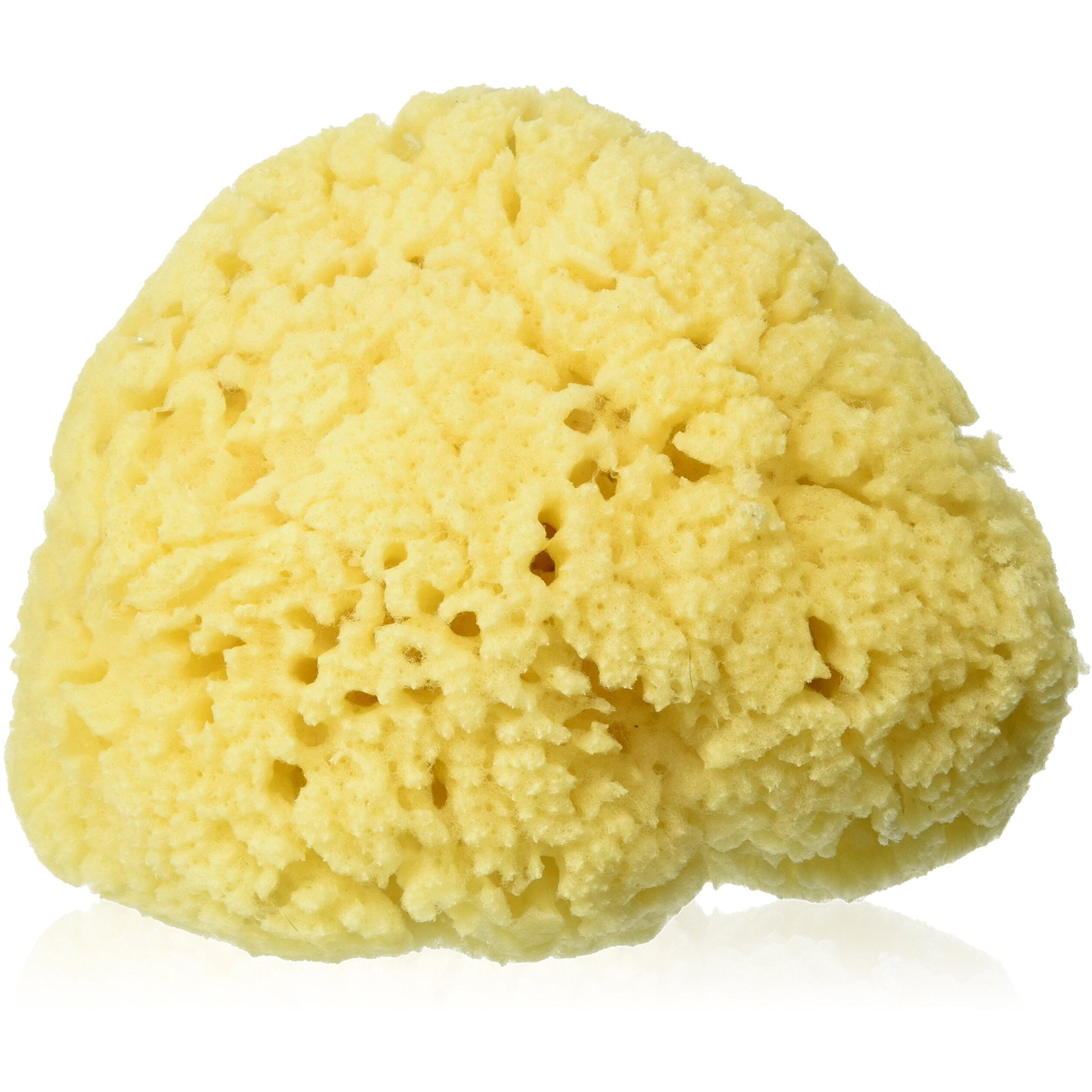 Bath Accessories Sea Sponge, Large/6