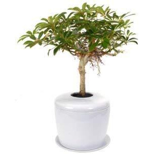 Hawaiian Umbrella Bonsai Tree (arboricola schefflera 'luseanne') and Porcelain Ceramic Cremation Urn with Matching Humidity / Drip Tray