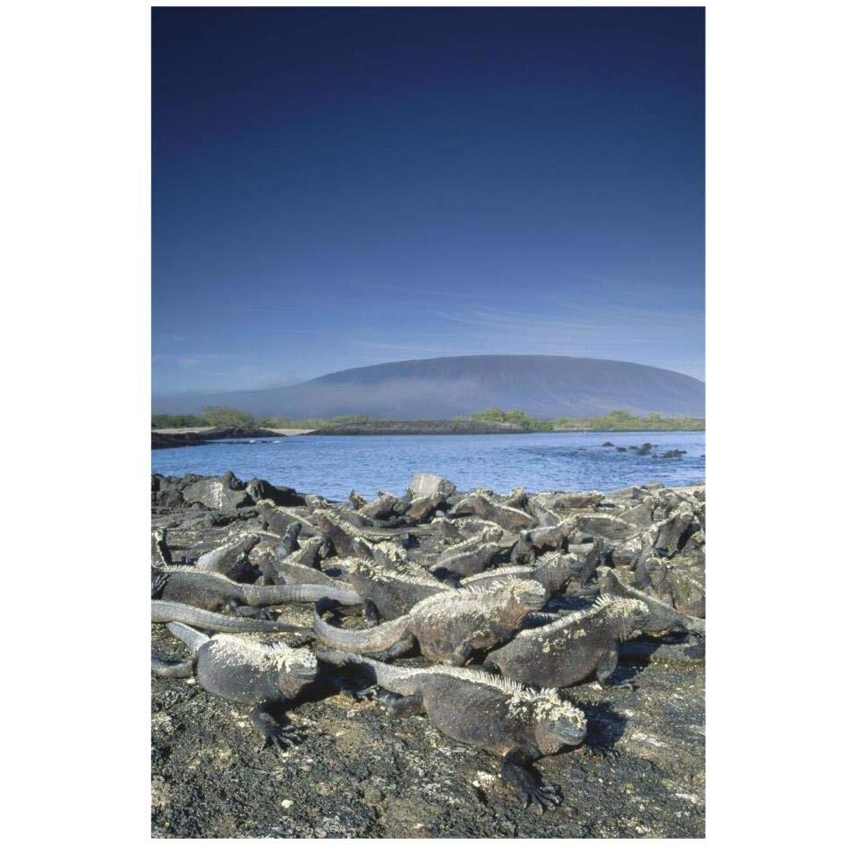 Global Gallery Marine Iguana Colony basking in Morning Sun, Galapagos Islands, Ecuador-Paper Art-22 x32