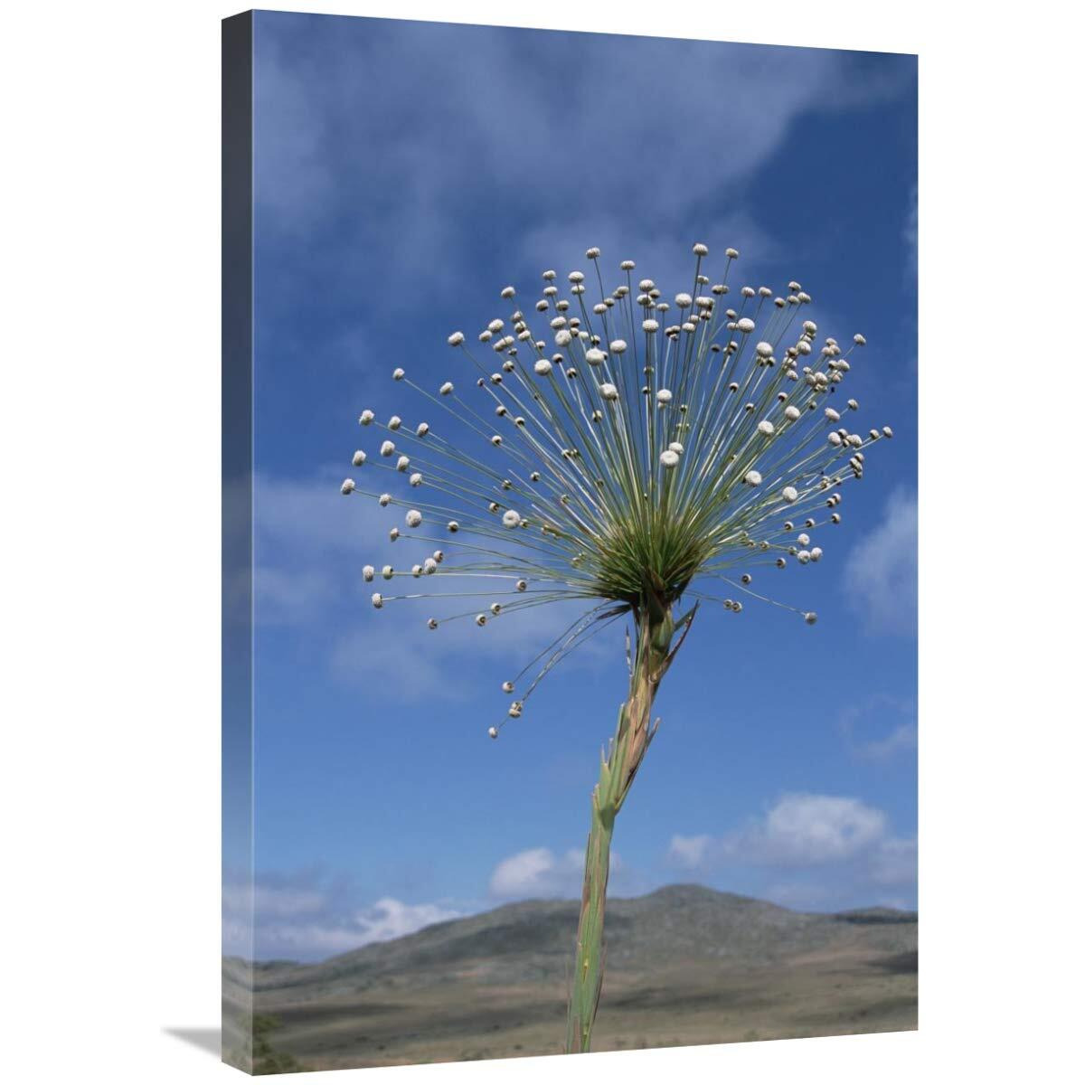 Global Gallery Pipewort Grassland Plants Blooming in Dry Season, Serra de Canastra NP, Brazil-Canvas Art-20 x30