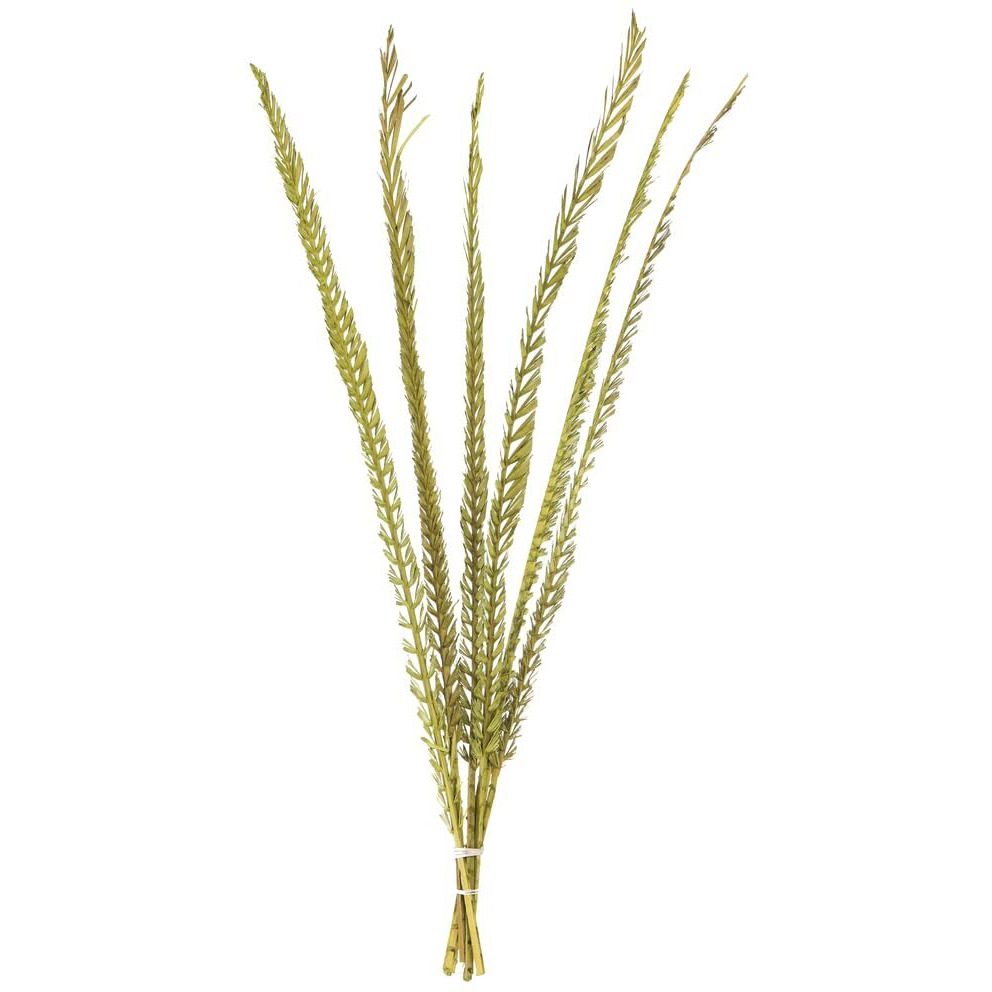 Vickerman 652763-36-38  Basil Coco Thin Palm Stem 6/Pk (H2CPS100) Dried and Preserved Foliage