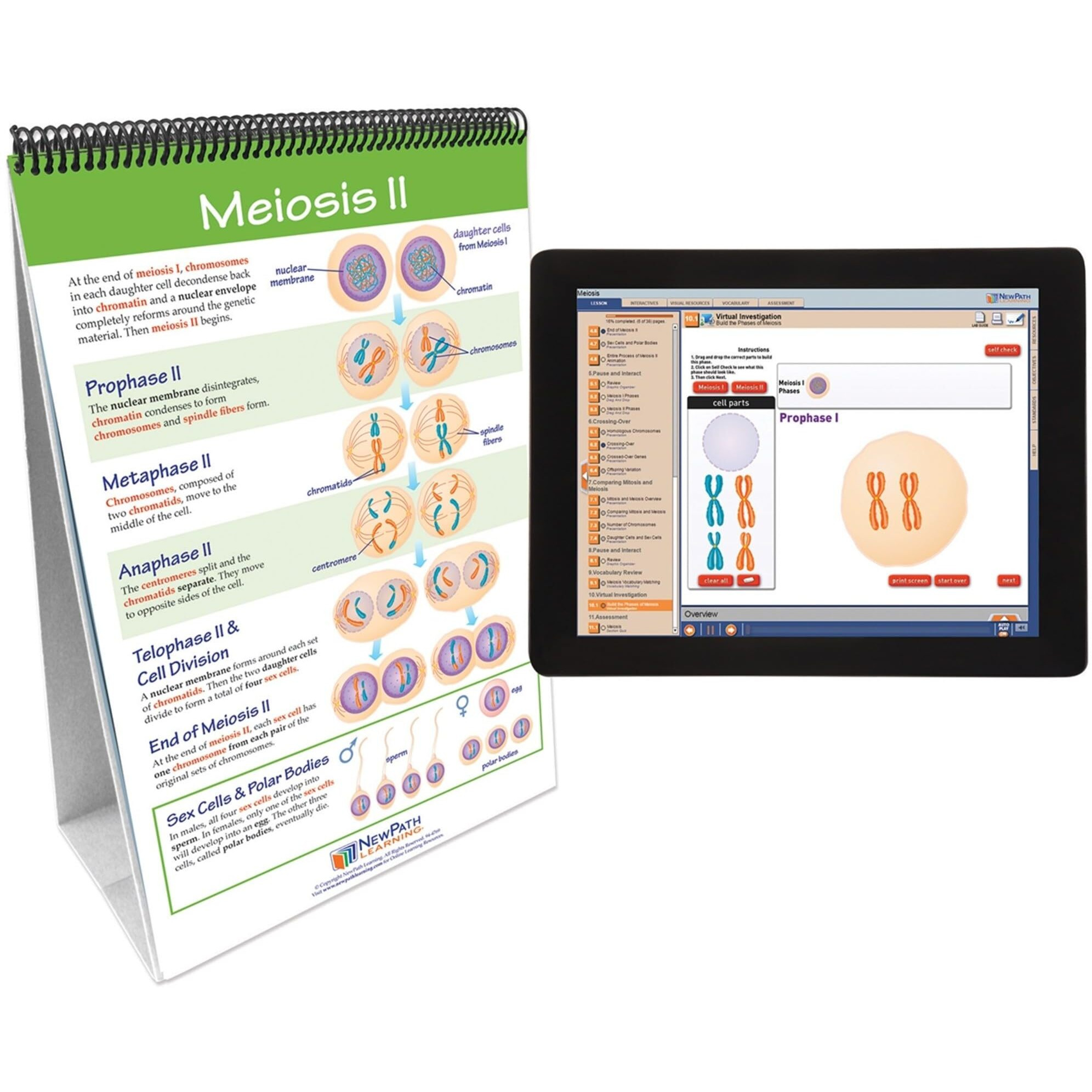 Newpath Learning Meiosis Flip Chart & Online Multimedia Lesson, Grades 6 through 10